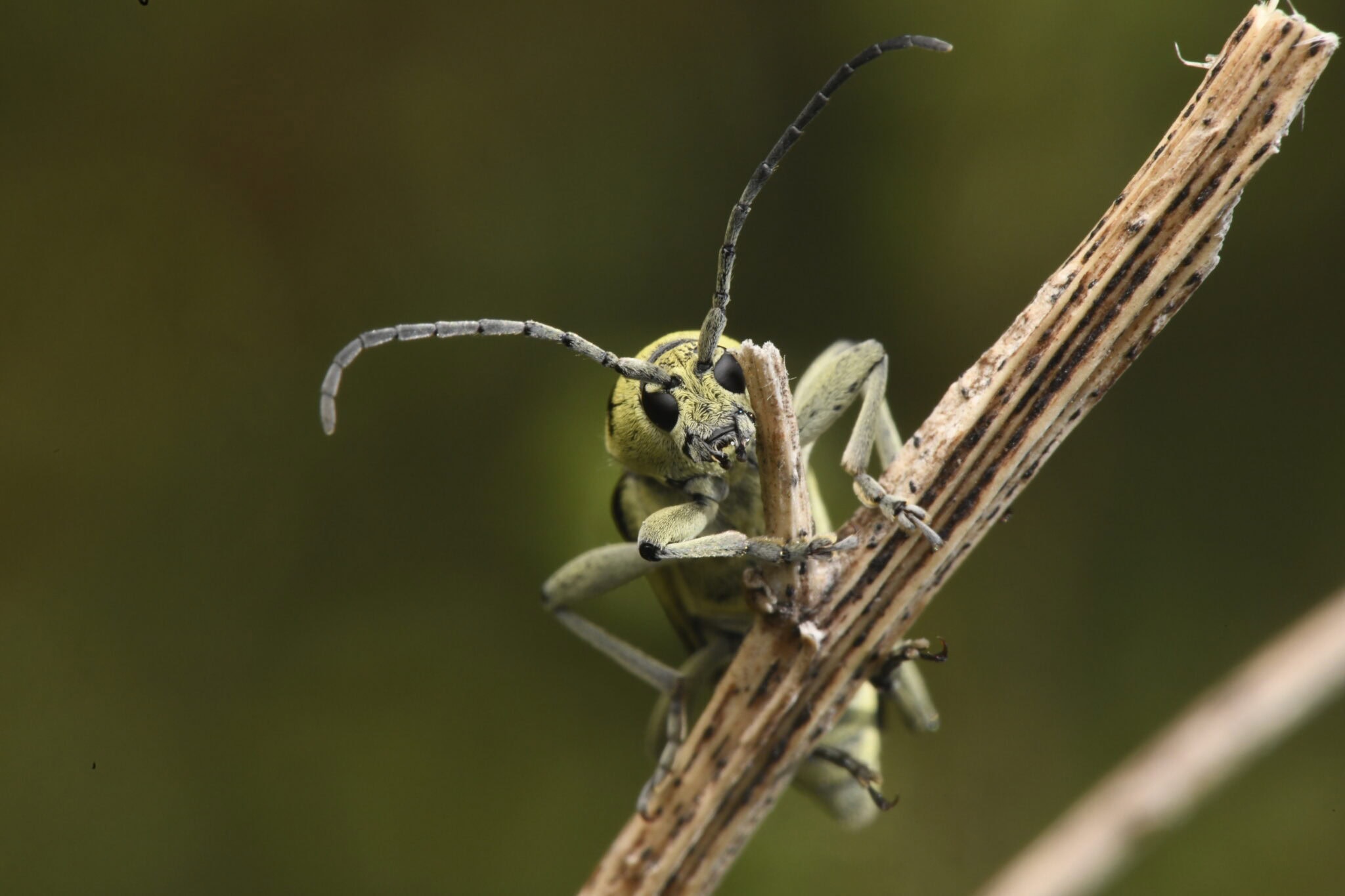 Bugbusters – Hollywoods heimliche Stars